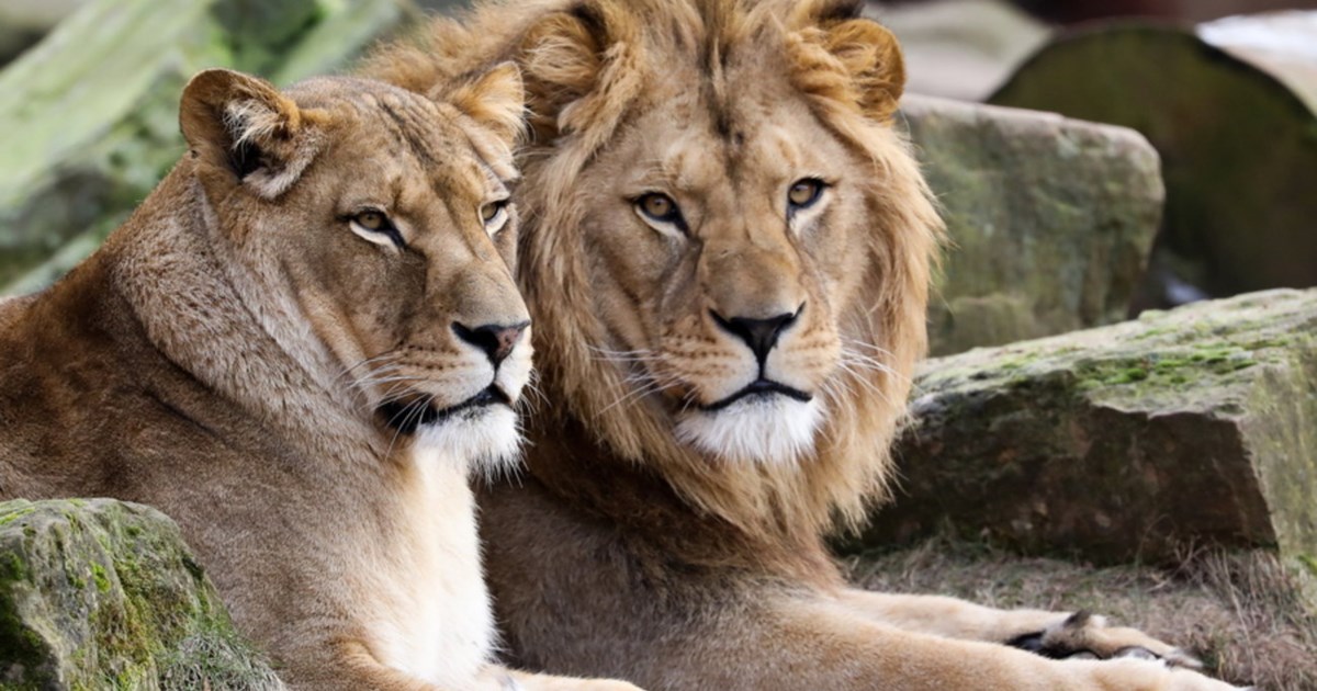 Κένυα: Λιοντάρι εισέβαλε σε συγκρότημα κατοικιών και κατασπάραξε 14χρονη