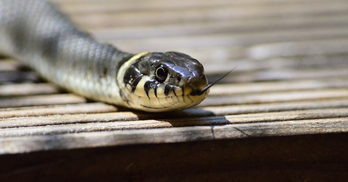 Θεσσαλονίκη: Τέσσερις συλλήψεις για απόπειρα ανθρωποκτονίας 52χρονου - Ξυλοκόπησαν συγγενή και τον πετάξαν από μπαλκόνι