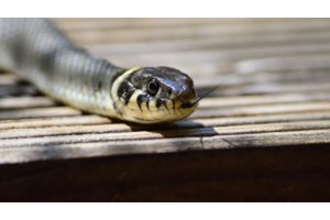 Θεσσαλονίκη: Τέσσερις συλλήψεις για απόπειρα ανθρωποκτονίας 52χρονου - Ξυλοκόπησαν συγγενή και τον πετάξαν από μπαλκόνι