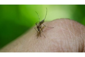 Ιός Δυτικού Νείλου: Συναγερμός για την έξαρση σε όλη τη χώρα - Στο κόκκινο η Αν. Αττική, οι περιοχές με τα περισσότερα κρούσματα - εικόνα 4