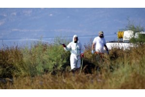 Ιός Δυτικού Νείλου: Ανησυχία για την έξαρση στην Αττική - "Δεν αρκεί να κινητοποιούμαστε όταν εμφανιστούν τα κρούσματα" - εικόνα 2