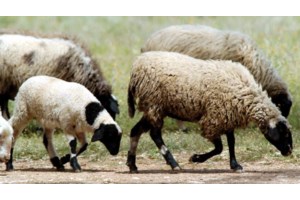 Τραγωδία στην Ουγκάντα: Τουλάχιστον 14 νεκροί από πτώση κεραυνού σε εκκλησία - Συγκεντρώθηκαν για να προσευχηθούν