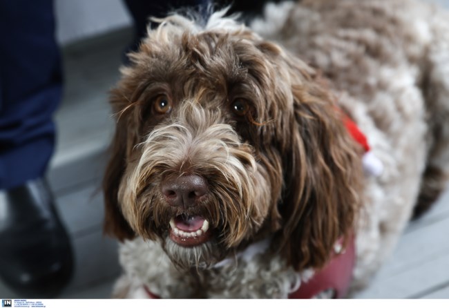 ΚΑΣΣΕΛΑΚΗΣ ΦΑΡΛΙ