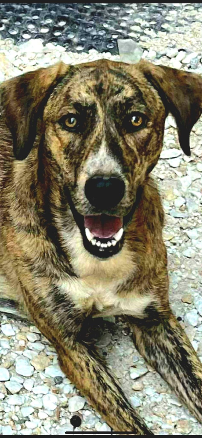 Η Ζήνα με τα έντονα χαρακτηριστικά του Plott Hound είναι μια συνεχής έκπληξη με τα ταλέντα της