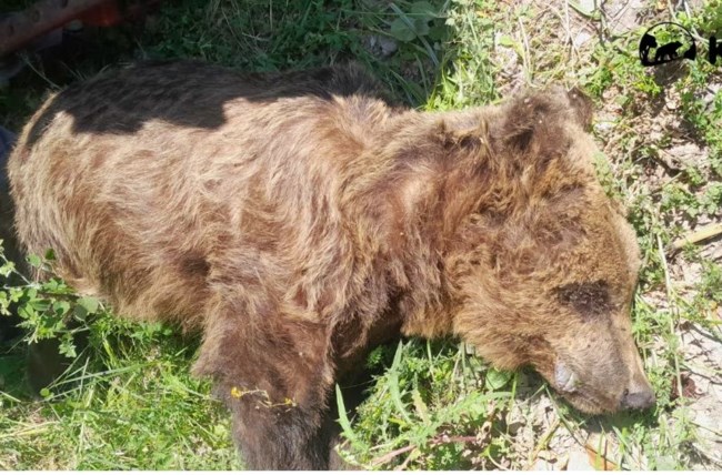 Κι άλλος αρκούδος βρέθηκε νεκρός, δεν είχε εξωτερικά τραύματα, ερευνάται η δηλητηρίαση από φόλα - Τι λέει η Καλλιστώ