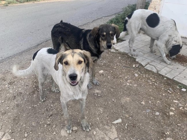 φαντασματα