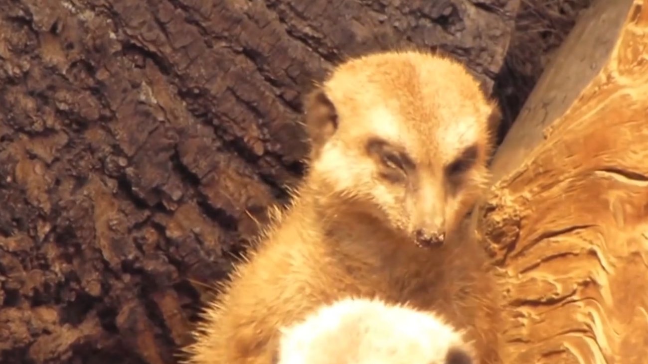 Aπίστευτο: Αναζητούν… σουρικάτα στον Κορυδαλλό: Σε εξέλιξη η επιχείρηση στο 4ο δημοτικό σχολείο