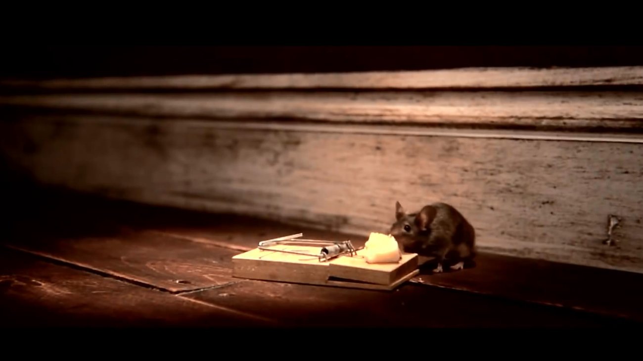 Πέθανε ο ήρωας αρουραίος Μαγκάουα που βοήθησε στην εκκαθάριση ναρκοπεδίων στην Καμπότζη - εικόνα 3