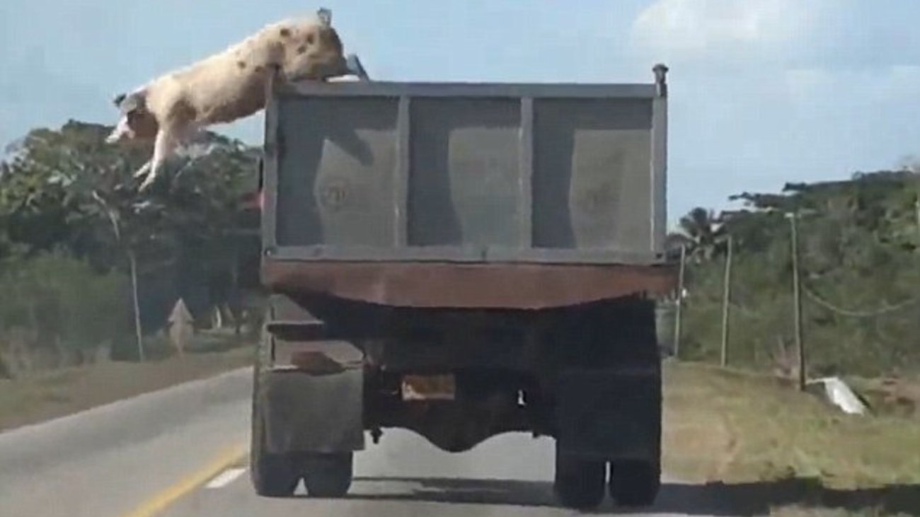 ΗΠΑ: Νίκη για τα γουρούνια στο Ανώτατο Δικαστήριο - Απόφαση για την οδύνη των ζώων στα χοιροτροφεία - εικόνα 2