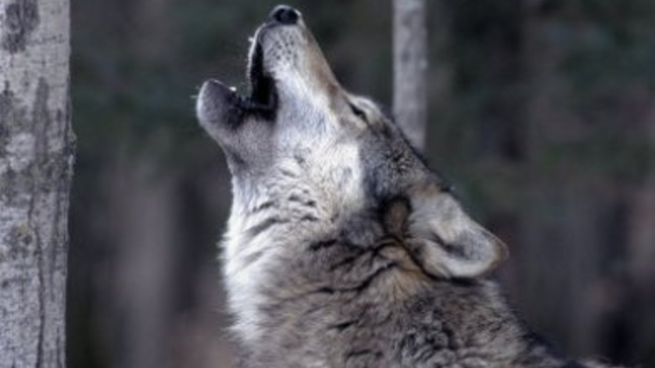 Ανησυχία στον Διόνυσο: Άγρια επίθεση σε σκύλο - "Ίσως έγινε από λύκο" εκτιμά το Δασαρχείο [Εικόνες] - εικόνα 4