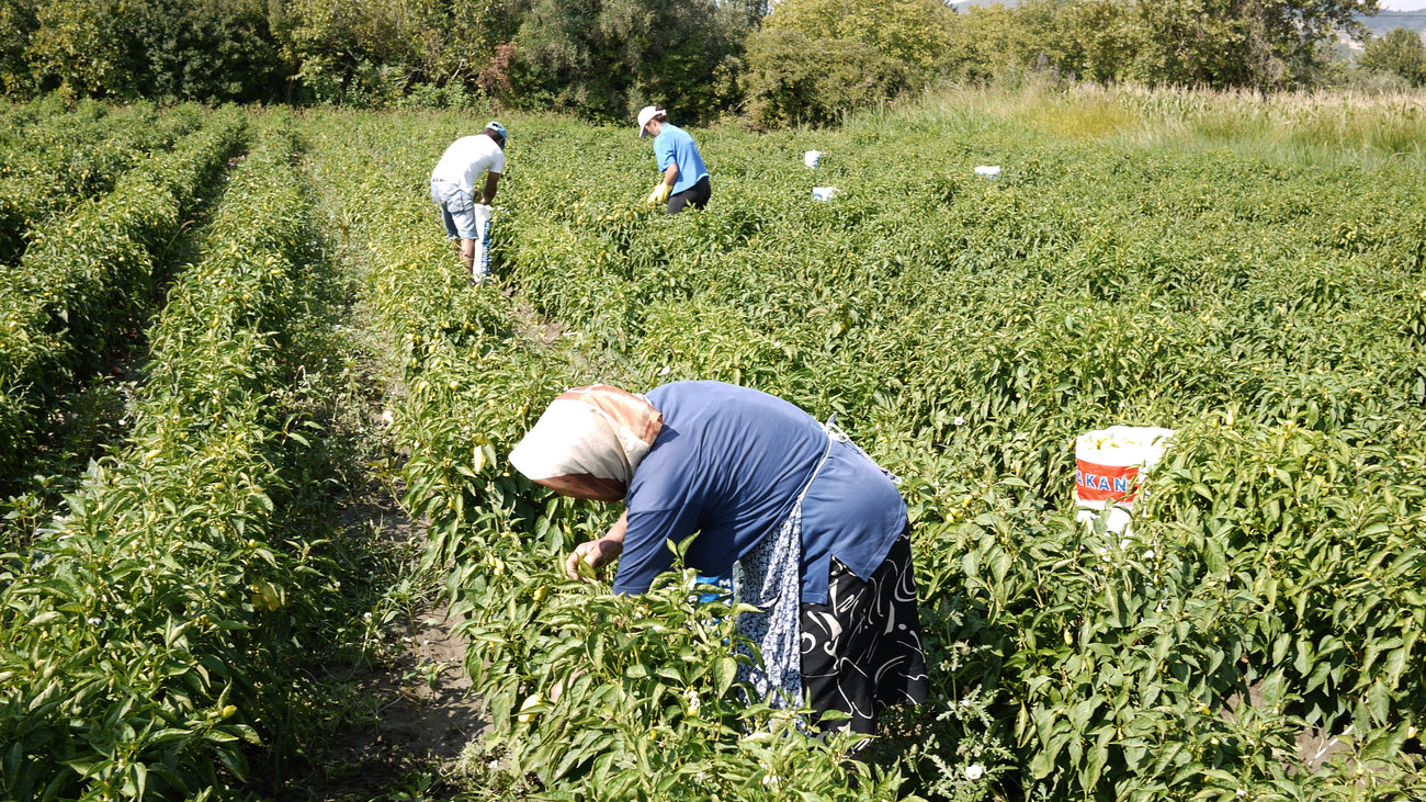 ΑΑΔΕ: Μπλόκο σε 8.000 απαγορευμένα εμβόλια από την Τουρκία για την ευλογιά - Μια σύλληψη