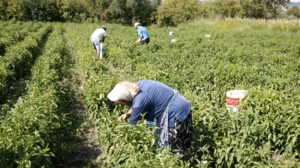 ΑΑΔΕ: Μπλόκο σε 8.000 απαγορευμένα εμβόλια από την Τουρκία για την ευλογιά - Μια σύλληψη