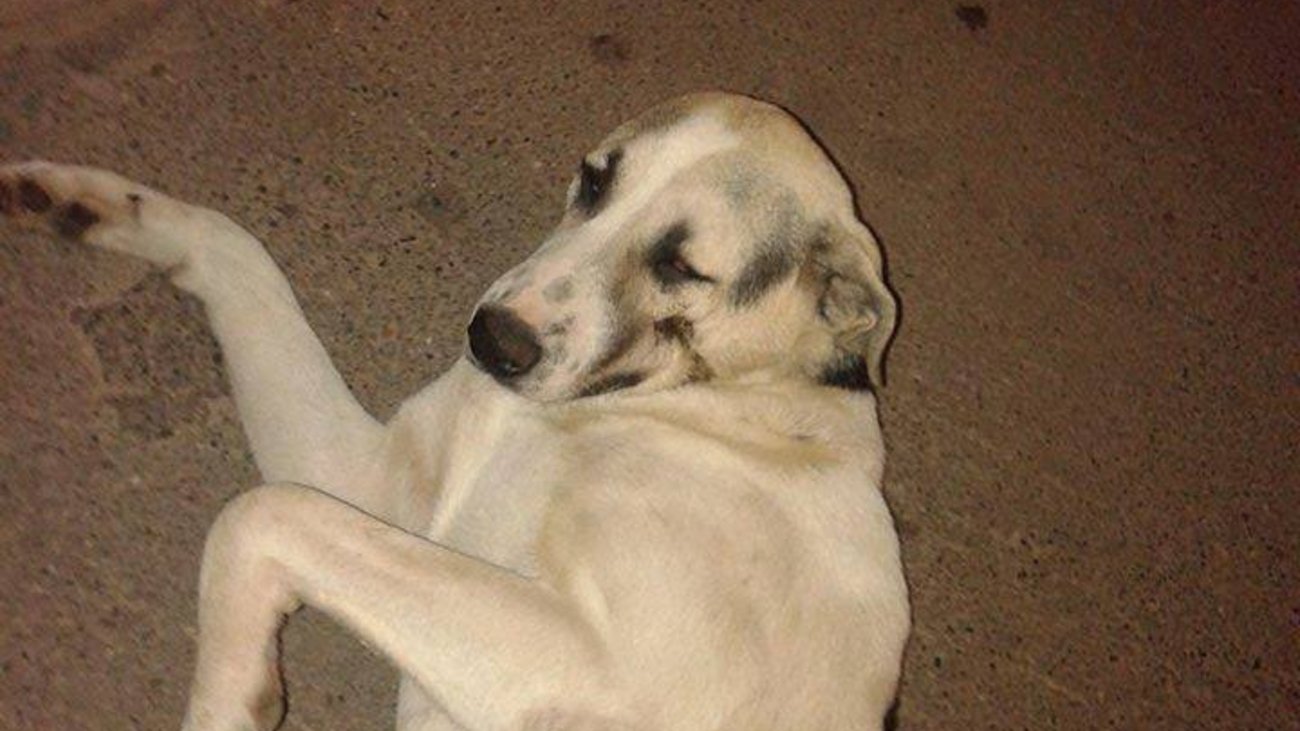 Σοκ στον Βόλο: 83χρονος αυτοπυροβολήθηκε στο κεφάλι με δίκαννο