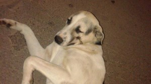 Η συγκινητική ιστορία του αδέσποτου και κακοποιημένου Ραμπί που έγινε συνοδοιπόρος ΑμΕΑ με αναπηρικό αμαξίδιο