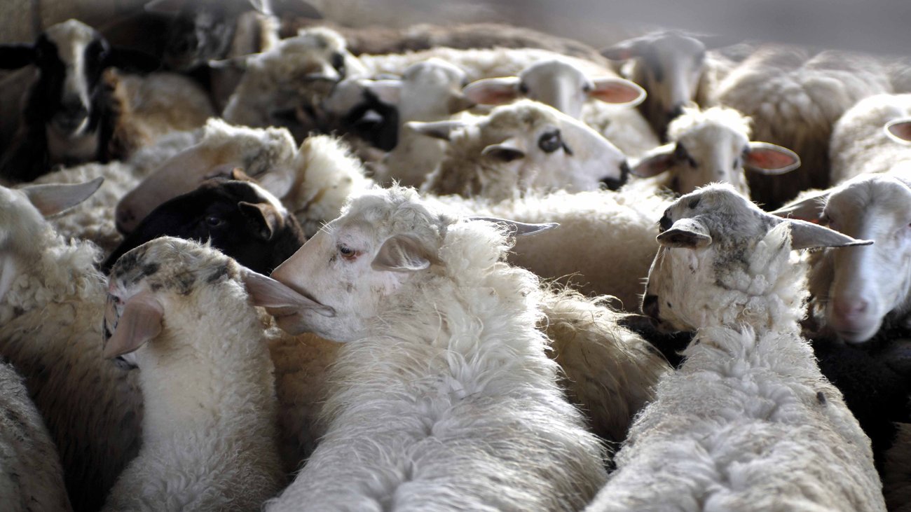 Το αρνί φεύγει στα 8 ευρώ το κιλό από τον παραγωγό και καταλήγει στα 13 - 14 ευρώ, λένε οι κτηνοτρόφοι