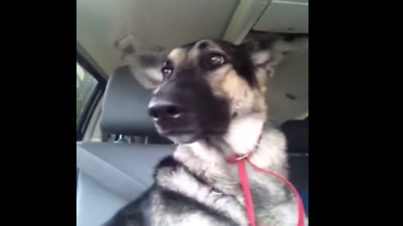 Απάνθρωπο: Πετάνε στο δρόμο δύο αδελφές γιατί... ενοχλεί ο σκύλος τους - Η μία έχει καρκίνο - εικόνα 2