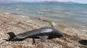 Ακόμη δύο νεκρά δελφίνια στο ΒΑ Αιγαίο - Θανατώνονται από τουρκικά αλιευτικά που ψαρεύουν τόνο, λέει το "Αρχιπέλαγος" - εικόνα 5