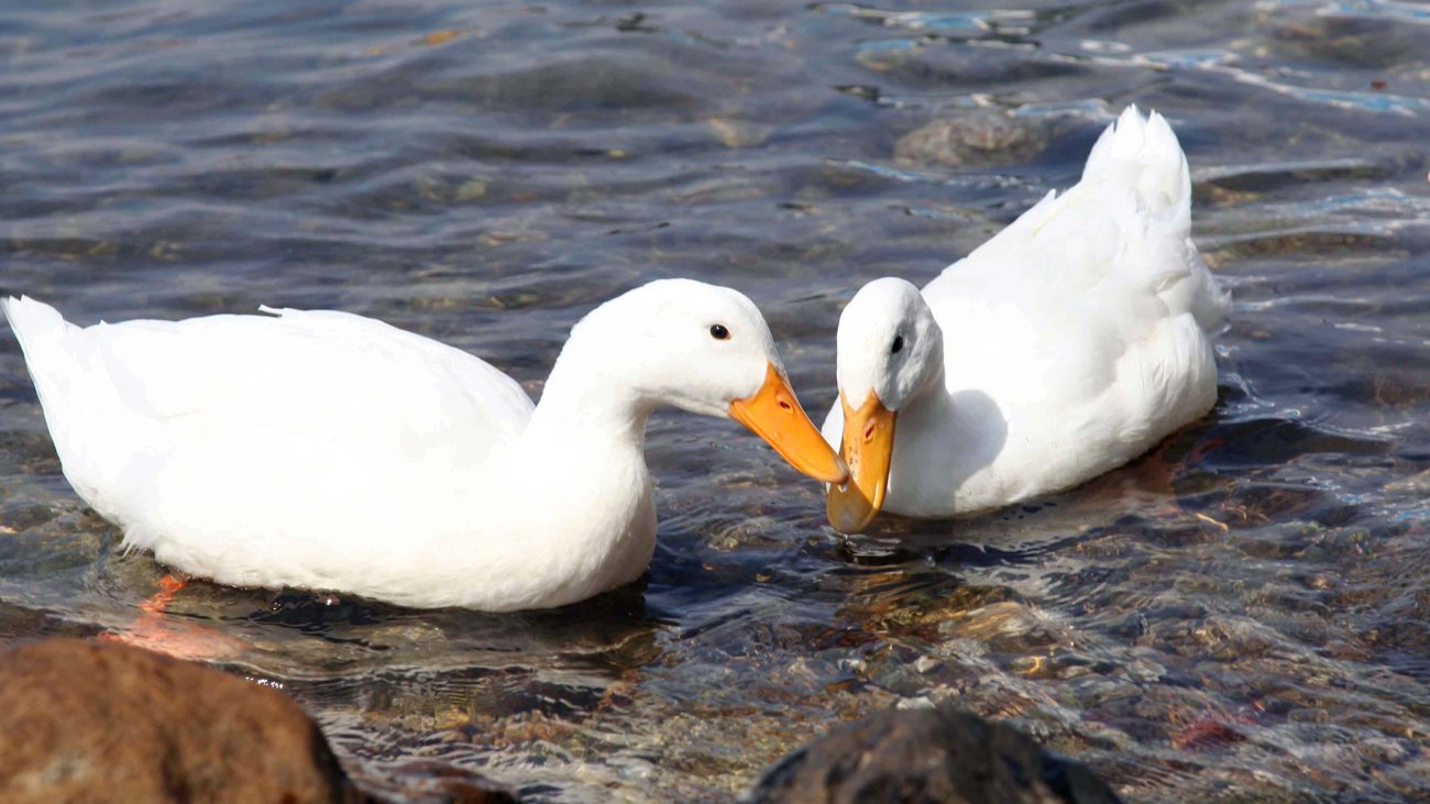 Κτηνωδία στην Αρκαδία: Σκότωσαν τη χήνα - μασκότ της Σαμπατικής για να κλέψουν
