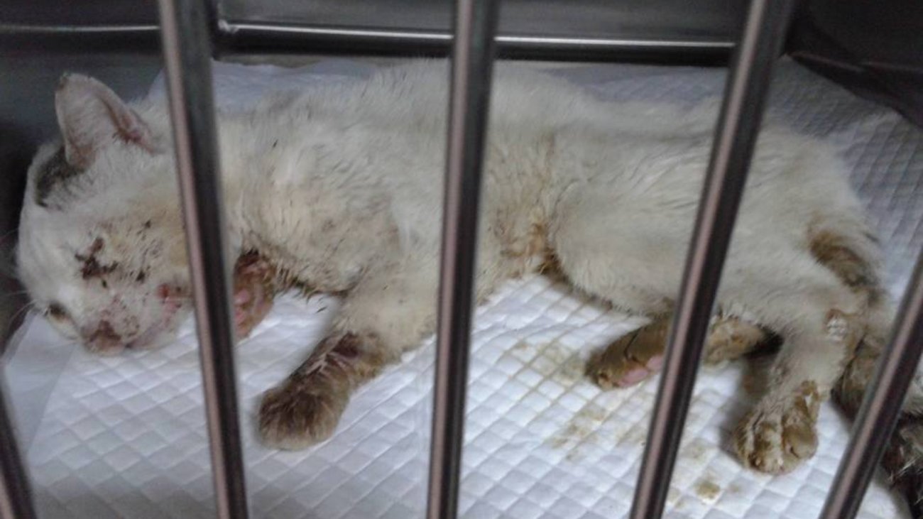 Το πρώην σπίτι του Πίνατ κλείνει - Η ανάρτηση της ΖΕΗΛ για το καταφύγιο αδέσποτων ζώων στο δήμο Ηλιούπολης - εικόνα 3