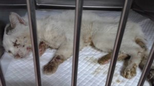 Το πρώην σπίτι του Πίνατ κλείνει - Η ανάρτηση της ΖΕΗΛ για το καταφύγιο αδέσποτων ζώων στο δήμο Ηλιούπολης - εικόνα 3