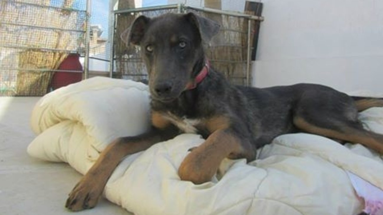 Το πρώην σπίτι του Πίνατ κλείνει - Η ανάρτηση της ΖΕΗΛ για το καταφύγιο αδέσποτων ζώων στο δήμο Ηλιούπολης - εικόνα 4