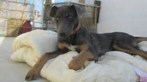 Το πρώην σπίτι του Πίνατ κλείνει - Η ανάρτηση της ΖΕΗΛ για το καταφύγιο αδέσποτων ζώων στο δήμο Ηλιούπολης - εικόνα 4