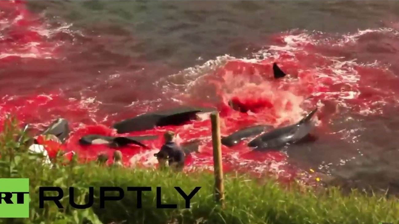 Μαζική σφαγή στα νησιά Φερόε για ένα έθιμο: Σκότωσαν 1.500 δελφίνια - Εικόνες σοκ από τη θάλασσα που έγινε κόκκινη