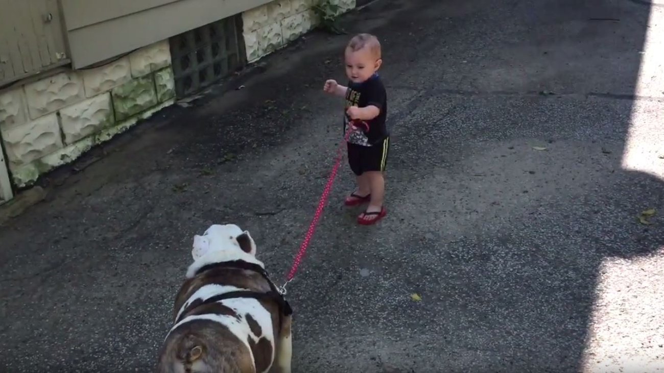 Τέλος στην 31χρονη κυριαρχία του Λαμπραντόρ Ριτρίβερ: Το Γαλλικό Μπουλντόγκ στην κορυφή της λίστας με τα δημοφιλέστερα σκυλιά - εικόνα 3