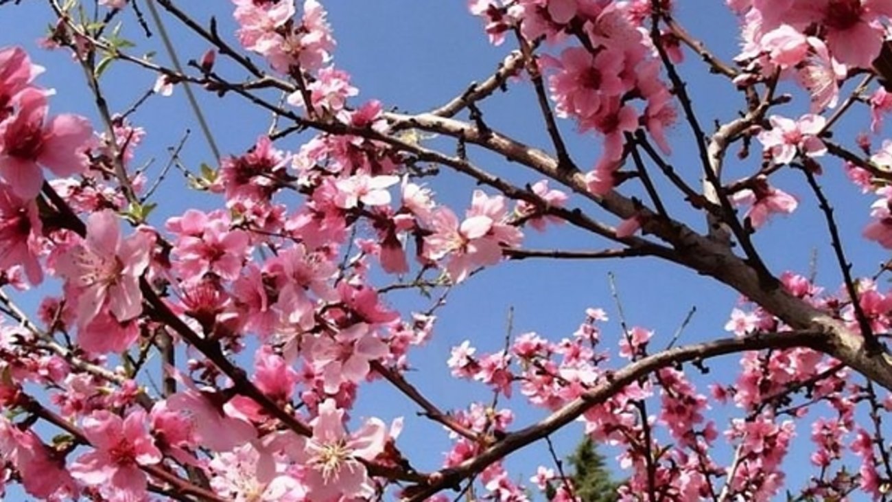 Καιρός: Ερχονται αφρικανική σκόνη και βροχές - Από την Κυριακή των Βαΐων, κρύο και βοριάδες