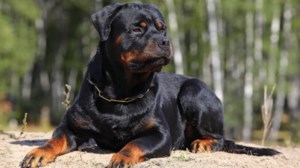 O γιος του 76χρονου για την επίθεση του ροτβάιλερ: Ο σκύλος ήταν μέλος της οικογένειας, ήταν η κακή στιγμή