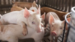 Ασχημα νέα: Πέθανε ο πρώτος ασθενής που υποβλήθηκε σε μεταμόσχευση καρδιάς από χοίρο