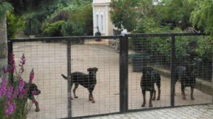 Κοζάνη: Φυλάκιση πέντε ετών στο ζευγάρι με τα ροτβάιλερ που κατασπάραξαν τον 5χρονο Στάθη - εικόνα 2