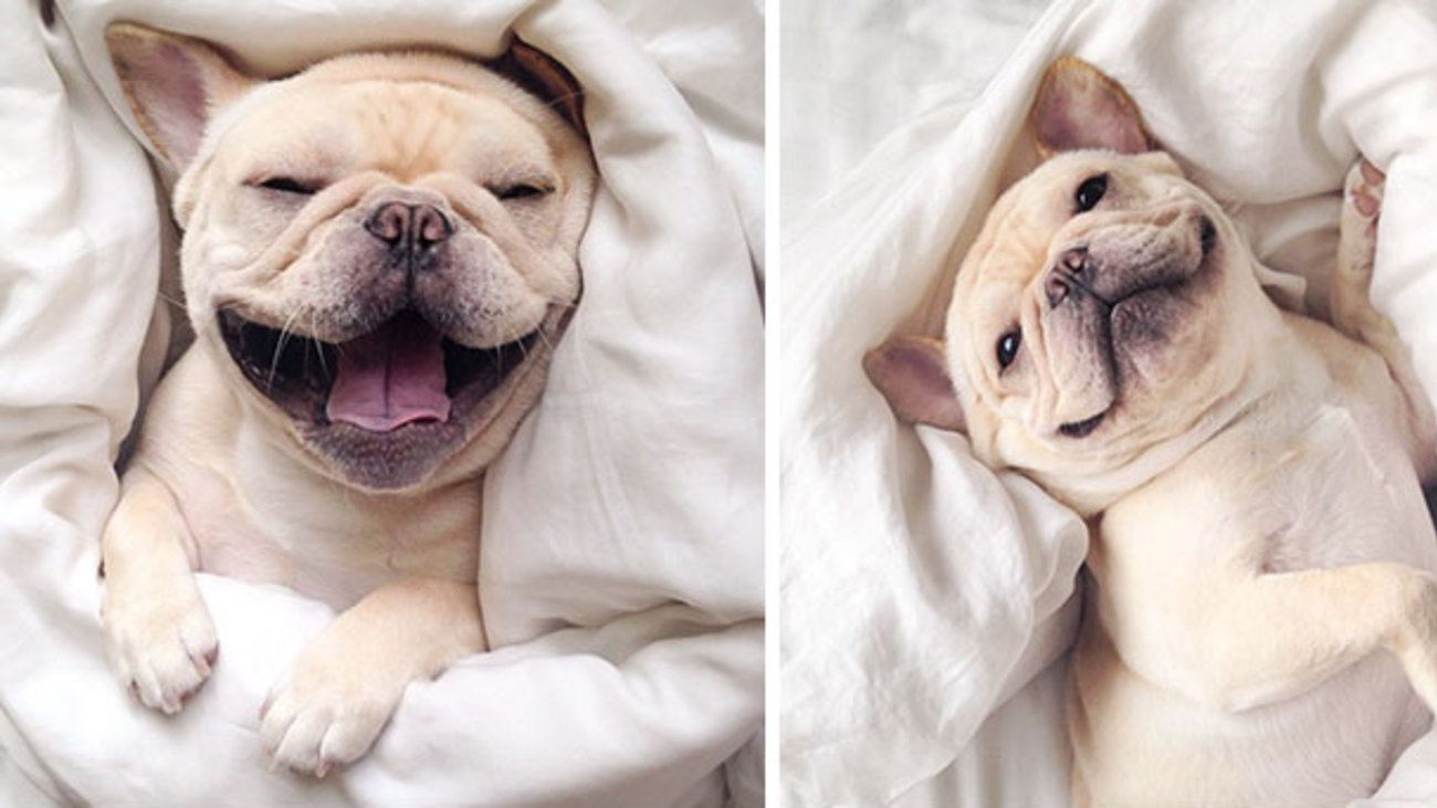 Τέλος στην 31χρονη κυριαρχία του Λαμπραντόρ Ριτρίβερ: Το Γαλλικό Μπουλντόγκ στην κορυφή της λίστας με τα δημοφιλέστερα σκυλιά - εικόνα 5