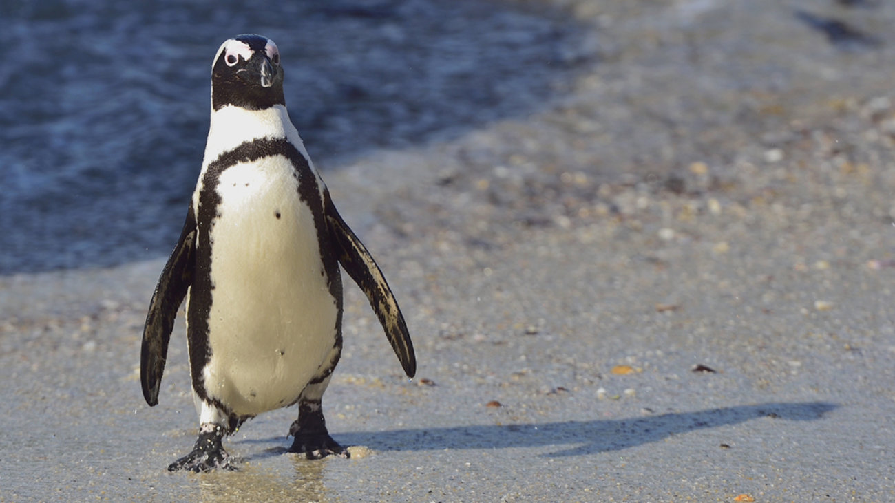 Ιαπωνία: "Επαναστάτησαν" οι πιγκουίνοι - Σνομπάρουν τις φτηνότερες τροφές που αγοράζει το ενυδρείο λόγω πληθωρισμού
