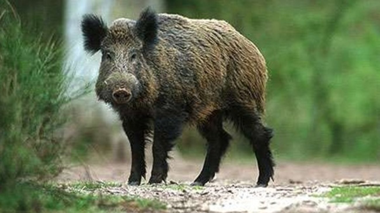 Λάρισα: Λεωφορείο του ΚΤΕΛ συγκρούστηκε με αγέλη αγριογούρουνων στο Σαραντάπορο