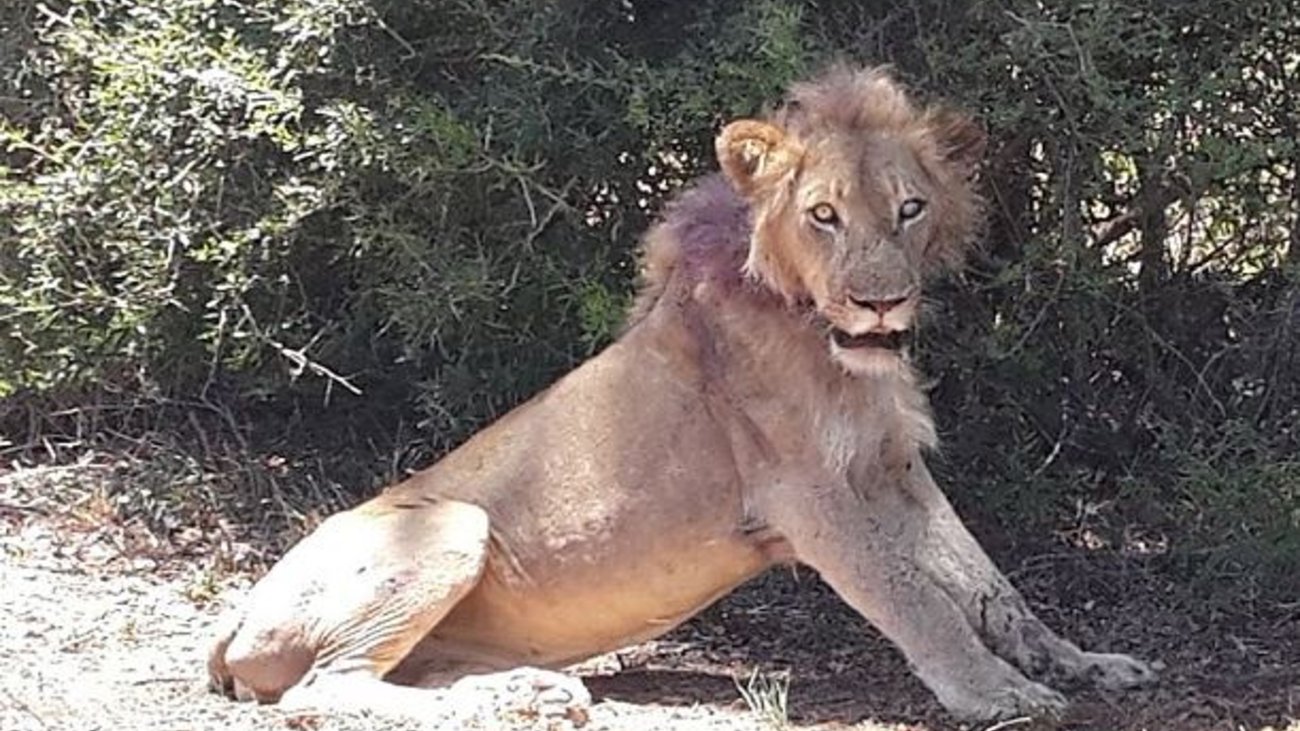 Ινδονησία: Μυστήριο σε ζωολογικό κήπο - Κόλλησαν κορονοϊό δύο τίγρεις της Σουμάτρας