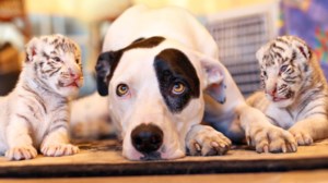 Ασχημα νέα για το λευκό τιγράκι: "Eίναι παράλυτο στα πίσω άκρα, δεν έχει πολλές ελπίδες να ζήσει"