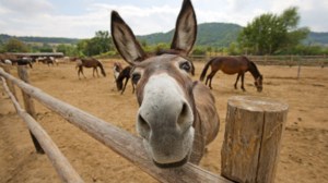 Μια ιστορία που φέρνει δάκρυα στα μάτια: Η Μαρούκα δεν άντεξε τον θάνατο του Άρη και έφυγε κι αυτή
