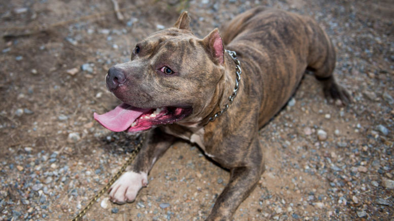 Πάτρα: Πιτμπούλ επιτέθηκε σε σκυλάκι και την ιδιοκτήτριά του - Στο νοσοκομείο η γυναίκα - εικόνα 2