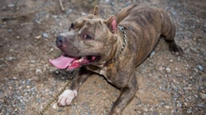 Πάτρα: Πιτμπούλ επιτέθηκε σε σκυλάκι και την ιδιοκτήτριά του - Στο νοσοκομείο η γυναίκα - εικόνα 2