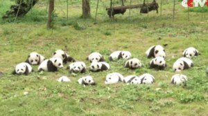 Μωρό πάντα πέθανε λόγω υπερβολικού στρες από πυροτεχνήματα - εικόνα 2