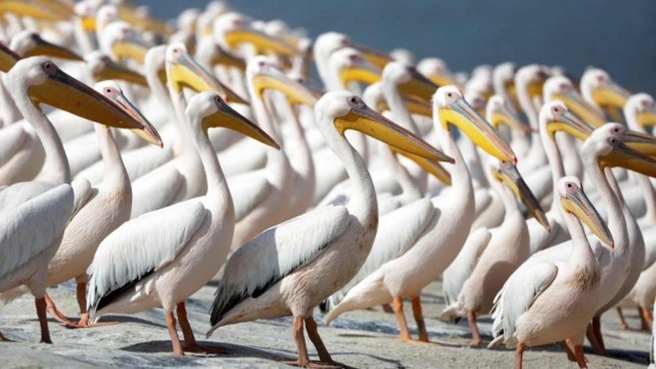 Παγκόσμιος συναγερμός για τον επικίνδυνο ιό Nipah: Τι γνωρίζουμε μέχρι τώρα και πώς μεταδίδεται στους ανθρώπους