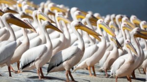 Παγκόσμιος συναγερμός για τον επικίνδυνο ιό Nipah: Τι γνωρίζουμε μέχρι τώρα και πώς μεταδίδεται στους ανθρώπους