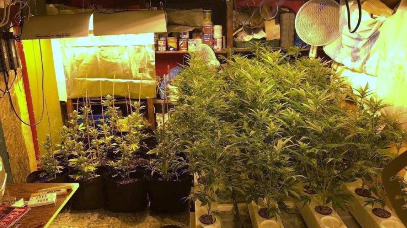 Φθιώτιδα: Εντοπίστηκε μεγάλη χασισοφυτεία μετά από επιχείρηση της ΕΛΑΣ [Εικόνες - Βίντεο] - εικόνα 3