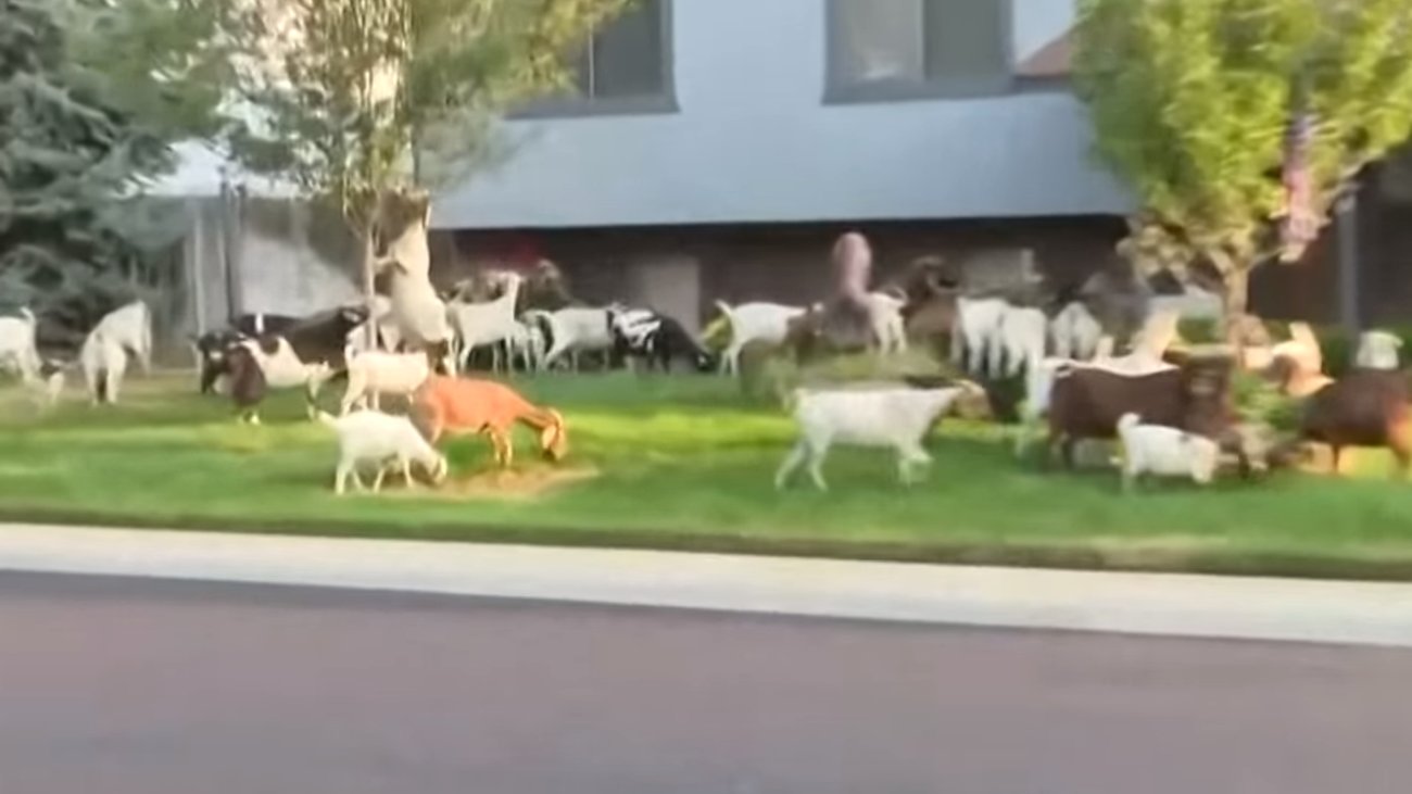 Ουαλία: "Πλημμύρισε" με... κατσίκες η πόλη Λαντούντνο [βίντεο]