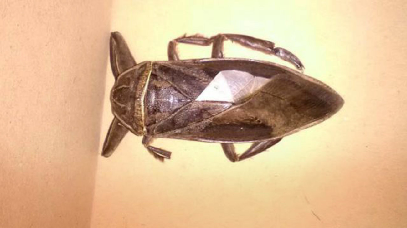 Λιθόκερος: Συχνός "επισκέπτης" της Ελλάδας το μεγαλύτερο έντομο της Ευρώπης - Που ζει και πόσο επικίνδυνο είναι; - εικόνα 7