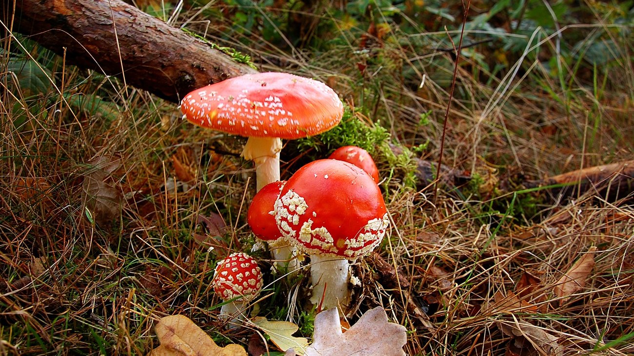 Φλώρινα: Θρήνος στο χωριό του 15χρονου που έφυγε από δηλητηριασμένα μανιτάρια