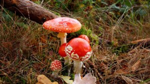 Φλώρινα: Θρήνος στο χωριό του 15χρονου που έφυγε από δηλητηριασμένα μανιτάρια