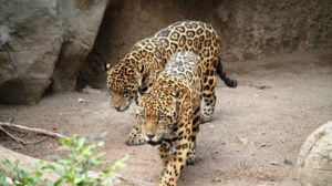 Αττικό Ζωολογικό Πάρκο: Απειλούνται 300 ζώα στα Σπάτα λόγω του lockdown