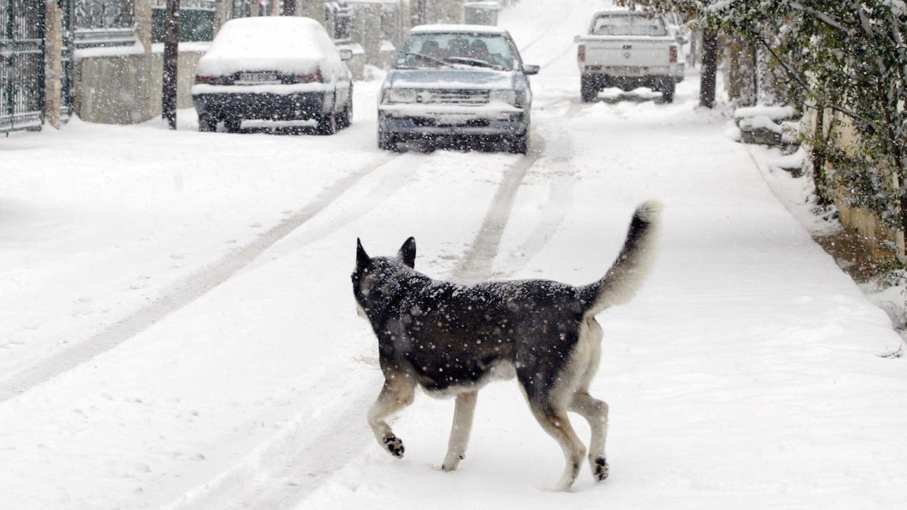 Άνοιξη με πολικό ψύχος στον Παρνασσό: Στους - 26,7 βαθμούς το θερμόμετρο στο Βαθύσταλο - εικόνα 2